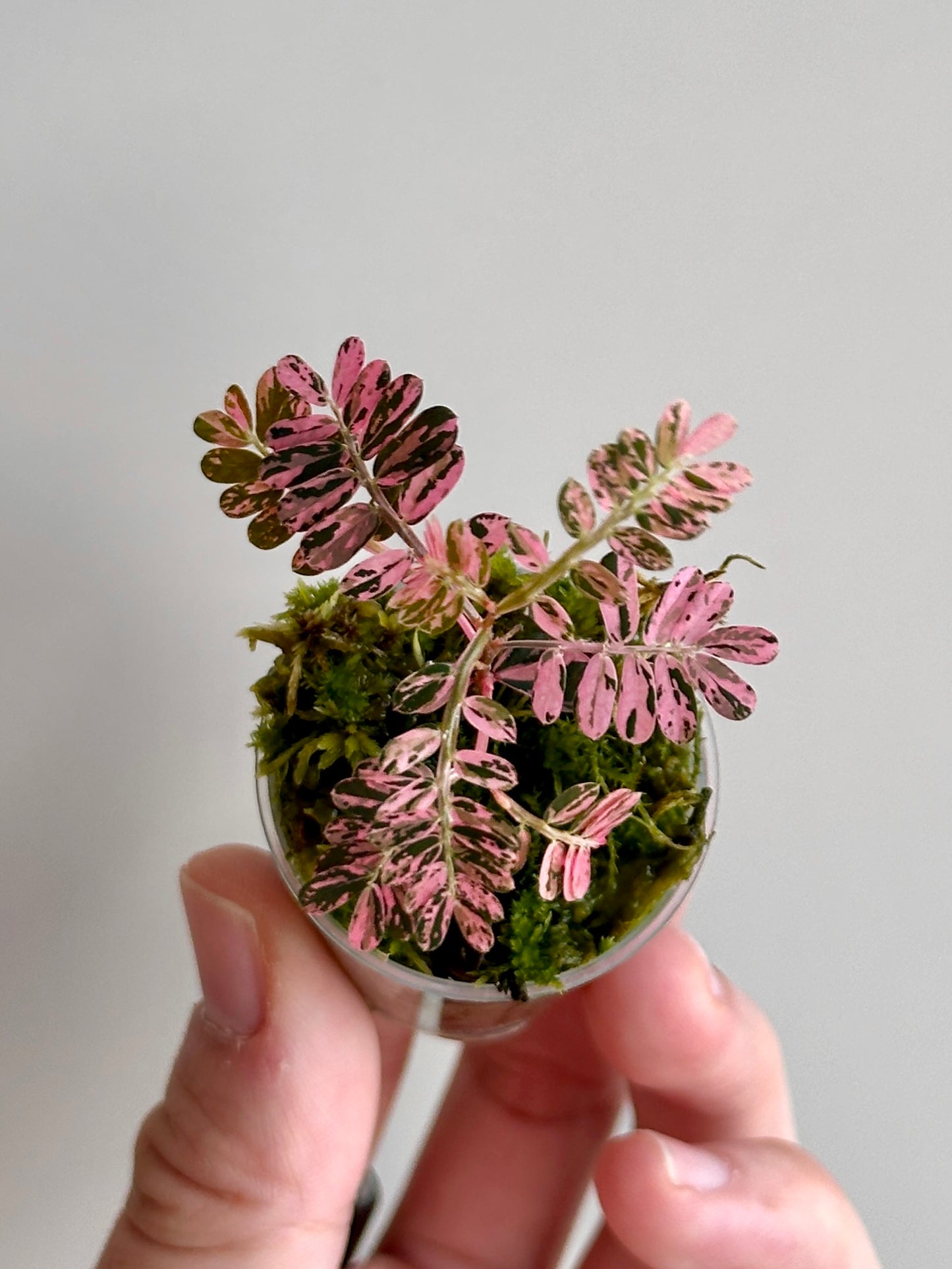 Phyllanthus Urinaria Pink Variegated