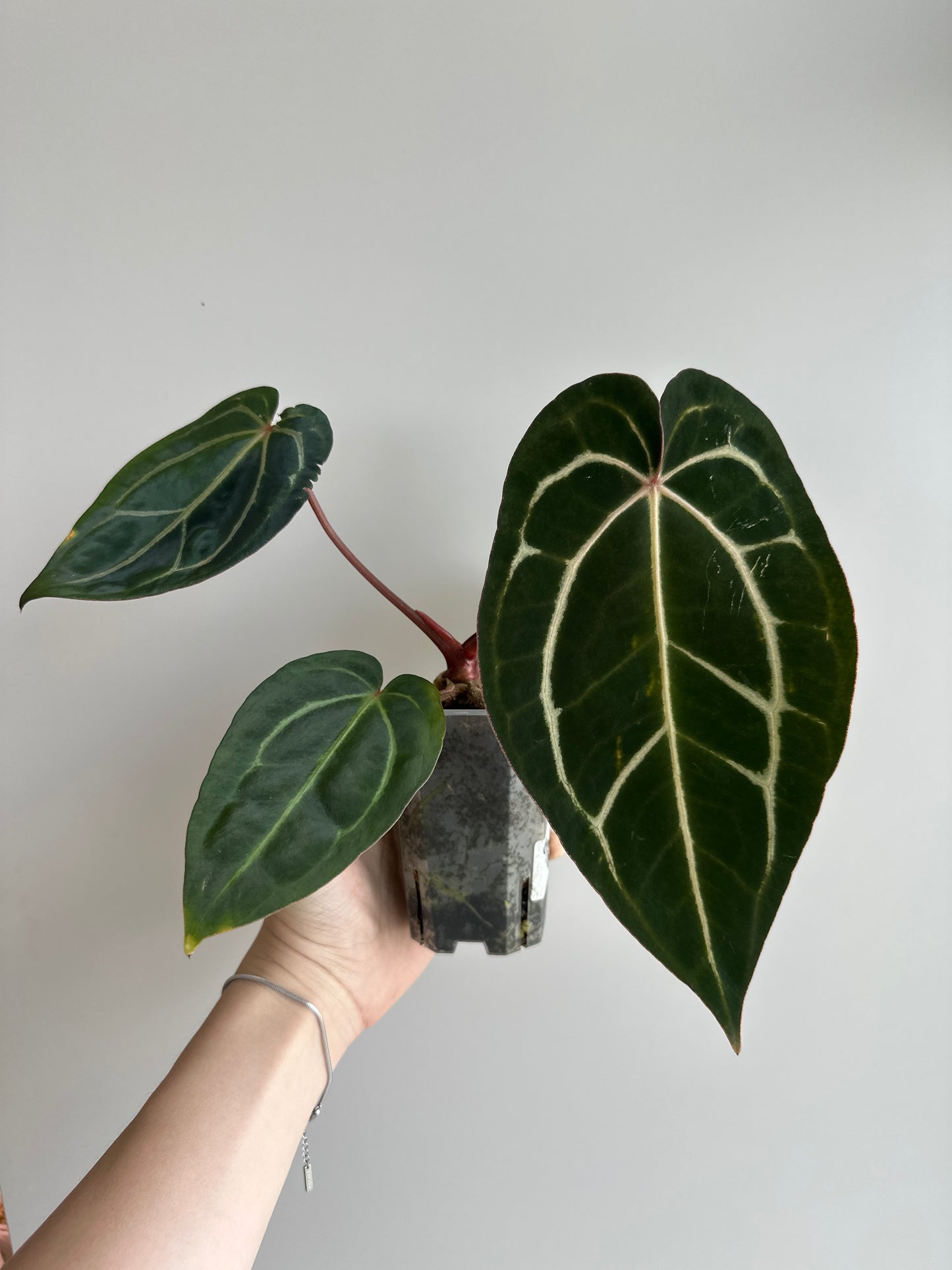 Anthurium Carlablackiae x (MICHELLE HOT PINK '23' X RED VELVET CAKE 24')