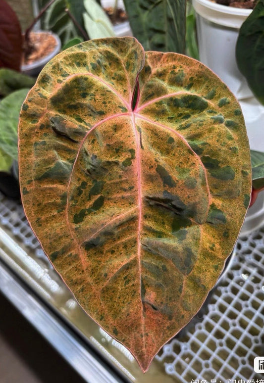 Anthurium 'Ace of Spades' (AOS) variegated