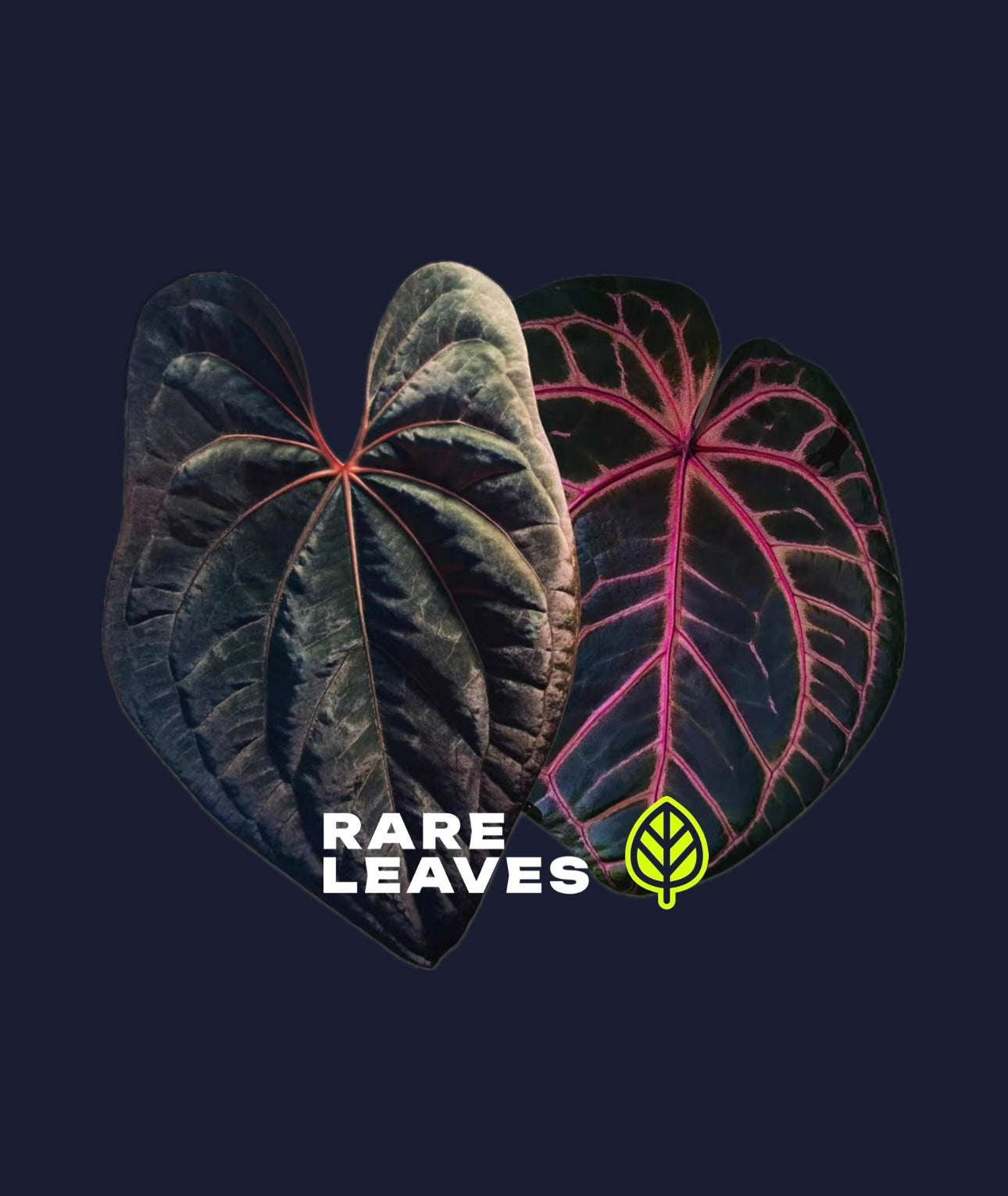 Anthurium (Dreamweaver x necromancer) x RVDP