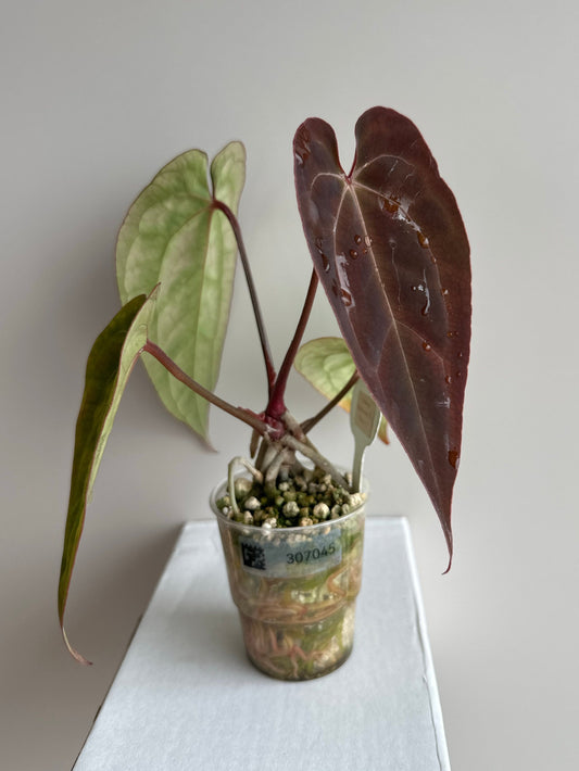 Anthurium Papillilaminum X1 x Portillae x