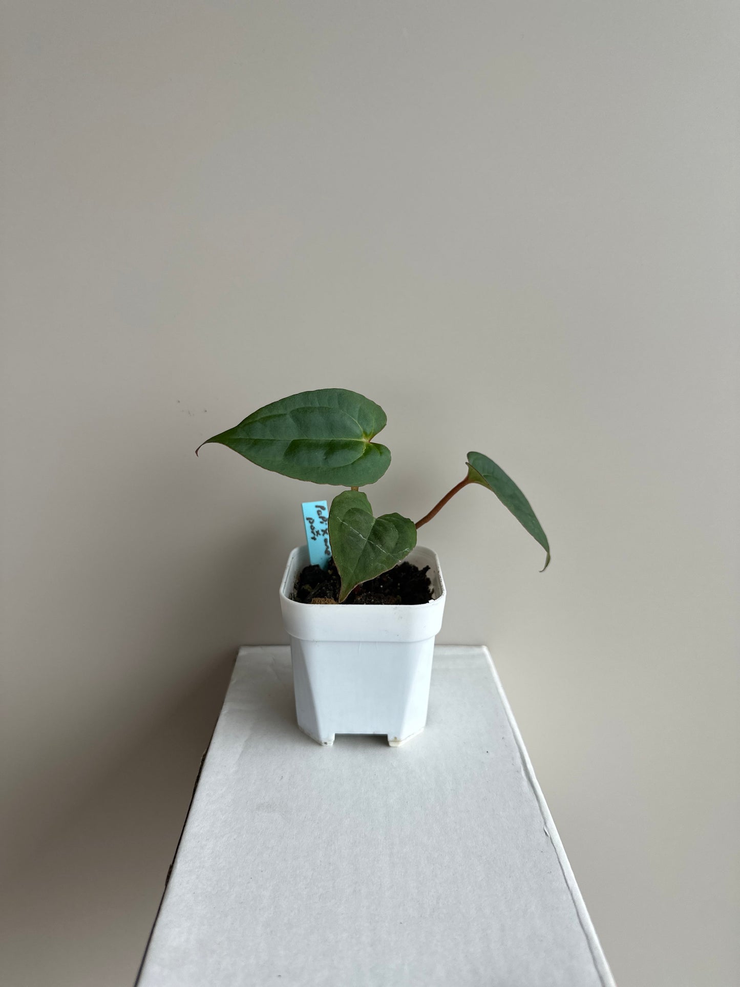 Anthurium Papillilaminum X1 x Portillae x