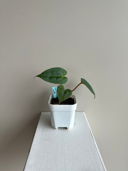 Anthurium Papillilaminum X1 x Portillae x