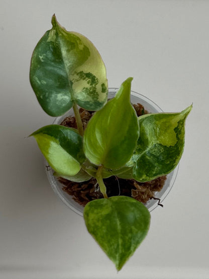 Philodendron Billitiae Variegated