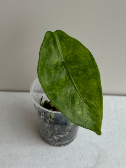 Alocasia Longiloba 'Lemon' variegated