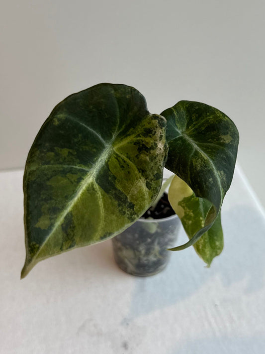 Alocasia Black Velvet Gold Variegated