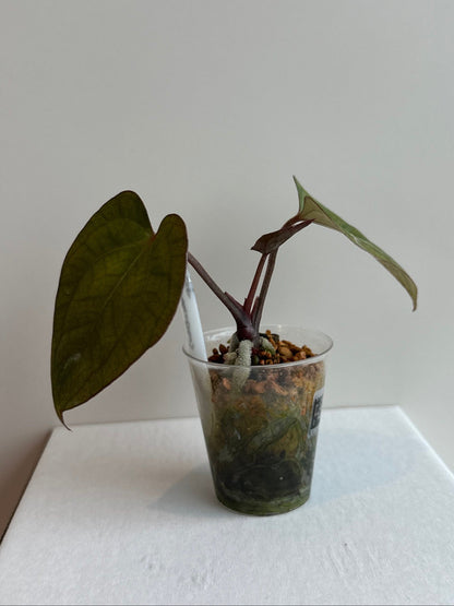 Anthurium (Dreamweaver x necromancer) x RVDP