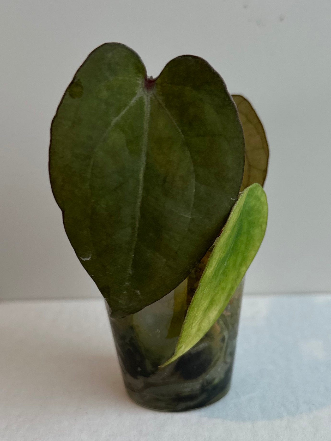 Anthurium (Dreamweaver x necromancer) x RVDP