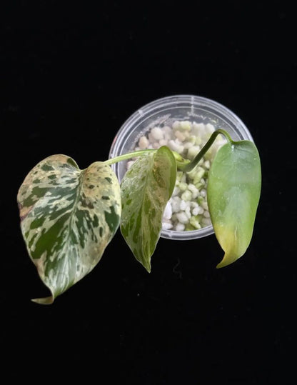 Monstera Deliciosa 'Bulbasaur' variegated