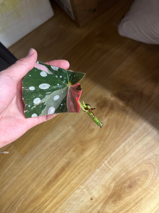 Begonia Maculata variegated rooted cutting