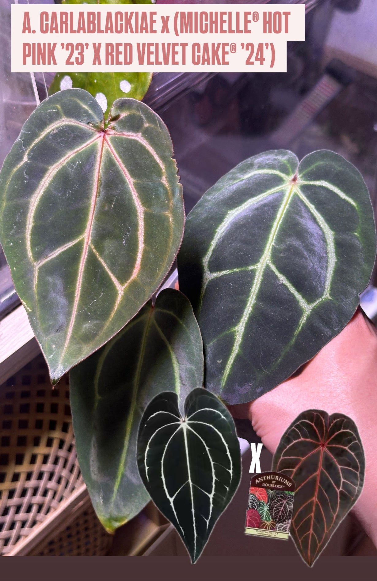Anthurium Carlablackiae x (MICHELLE HOT PINK '23' X RED VELVET CAKE 24')