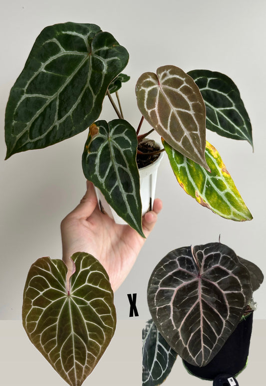 Anthurium Chocolate Crystallinum x Michelle