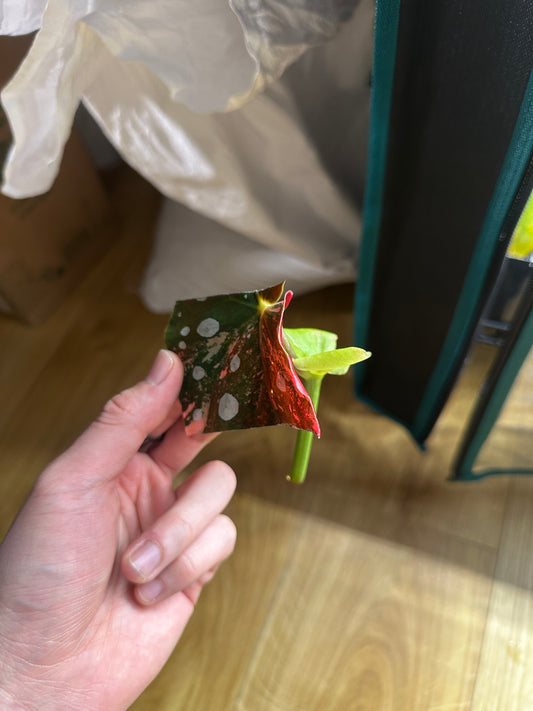 Begonia Maculata variegated rooted cutting