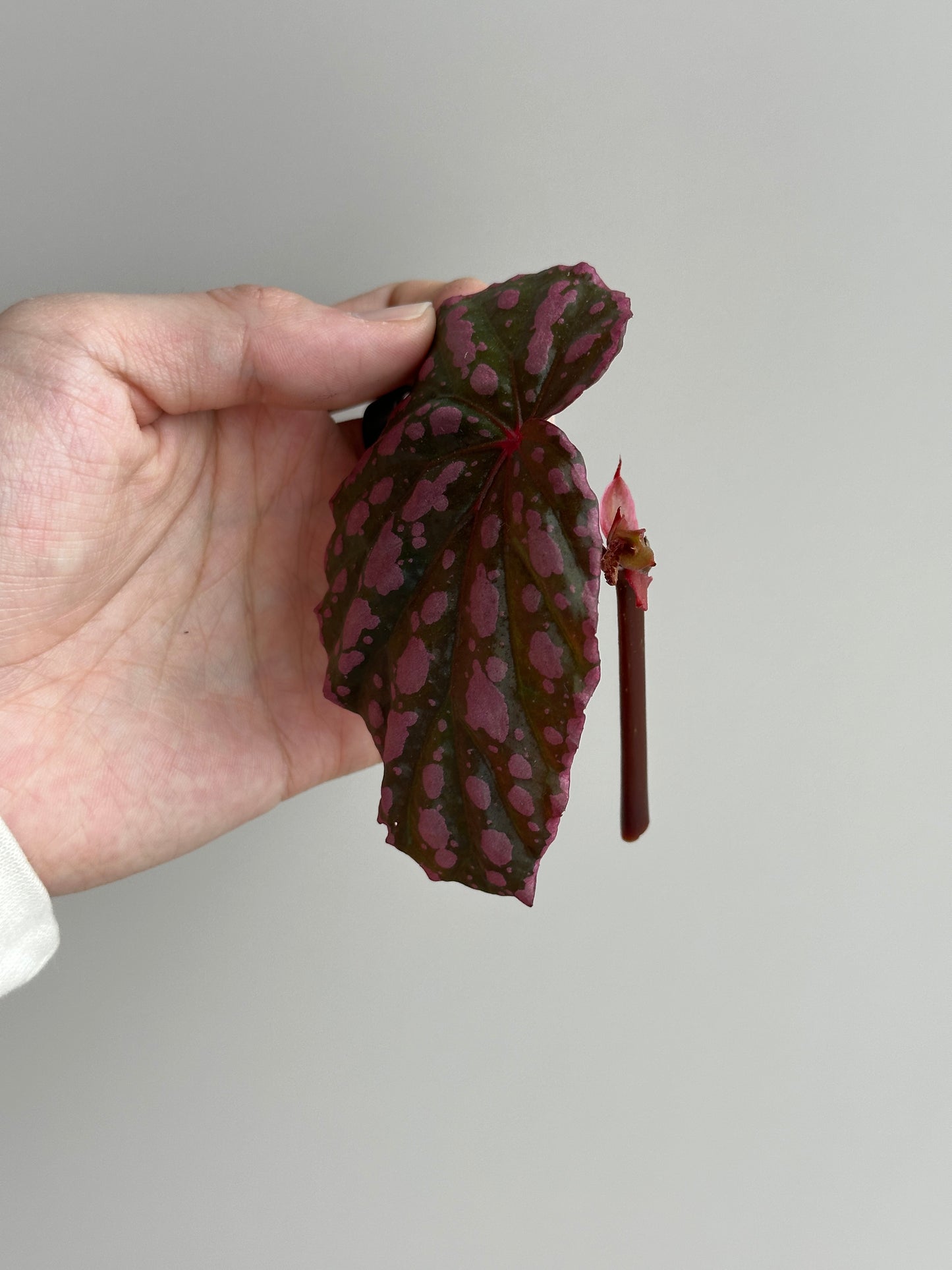 Begonia Chloristica x Negrosensis