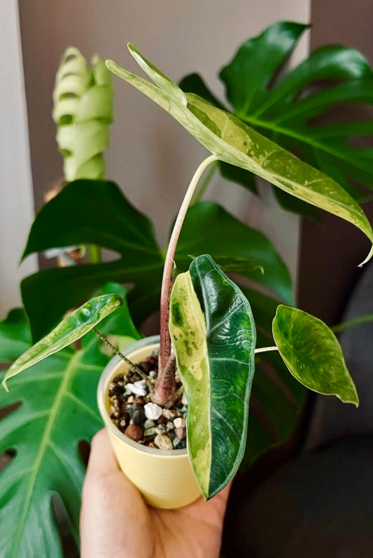 Alocasia Longiloba 'Lemon' variegated