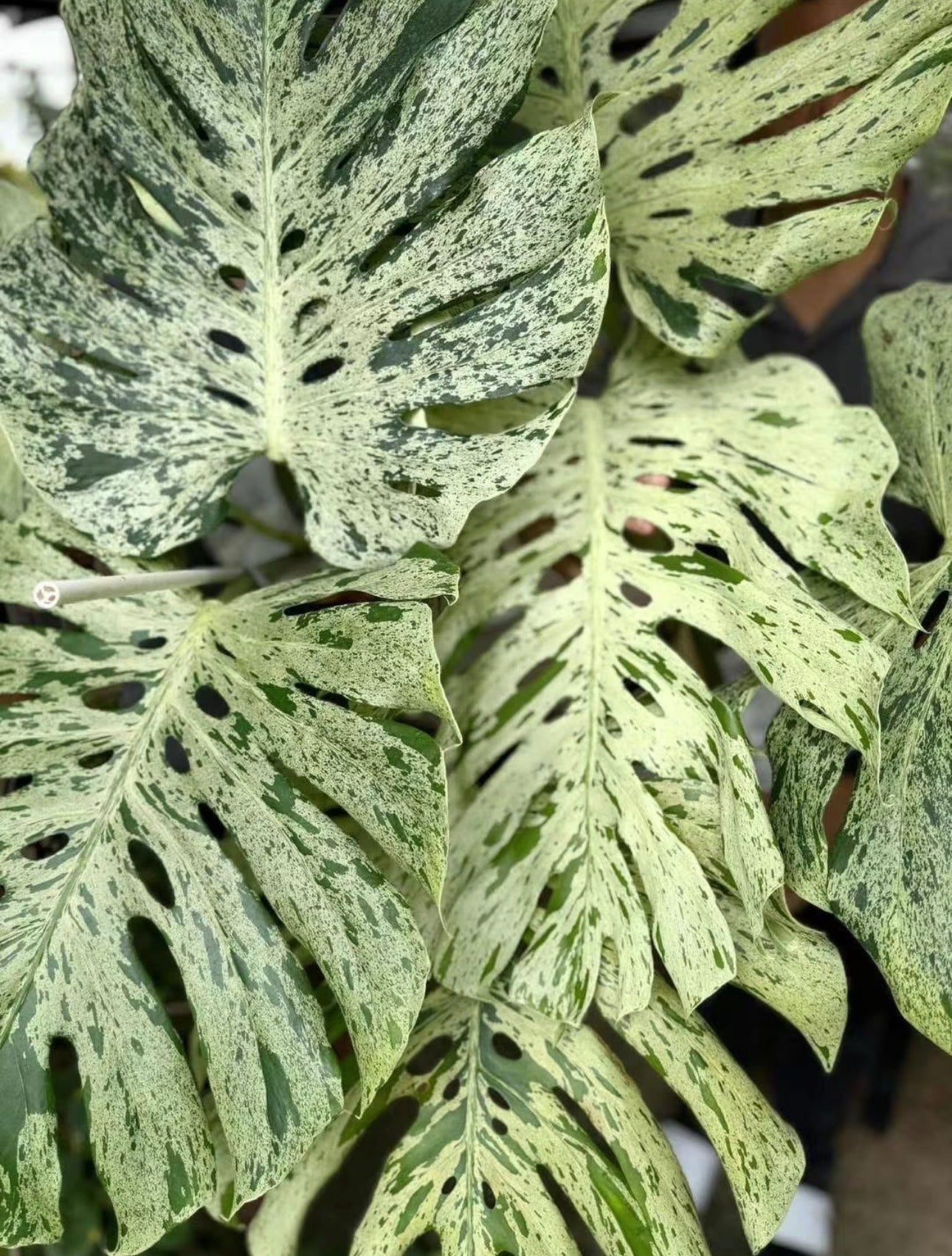 Monstera Deliciosa 'Bulbasaur' variegated