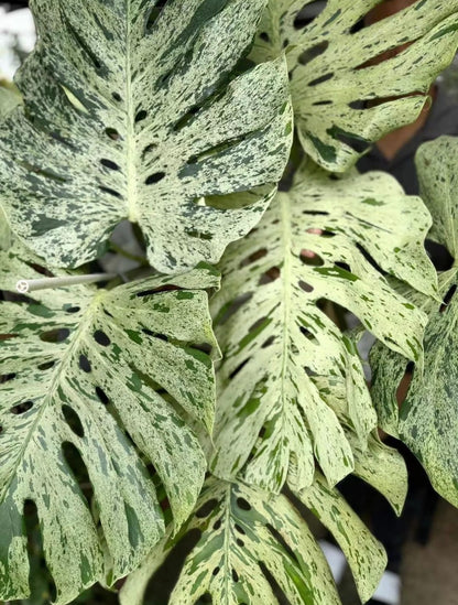 Monstera Deliciosa 'Bulbasaur' variegated