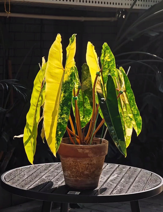 Philodendron Billitiae Variegated