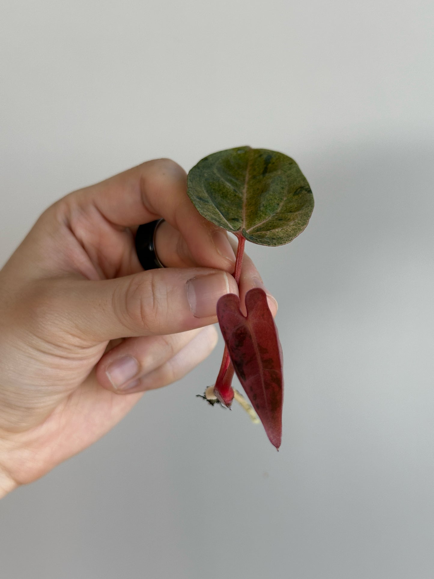 Anthurium 'Ace of Spades' (AOS) variegated