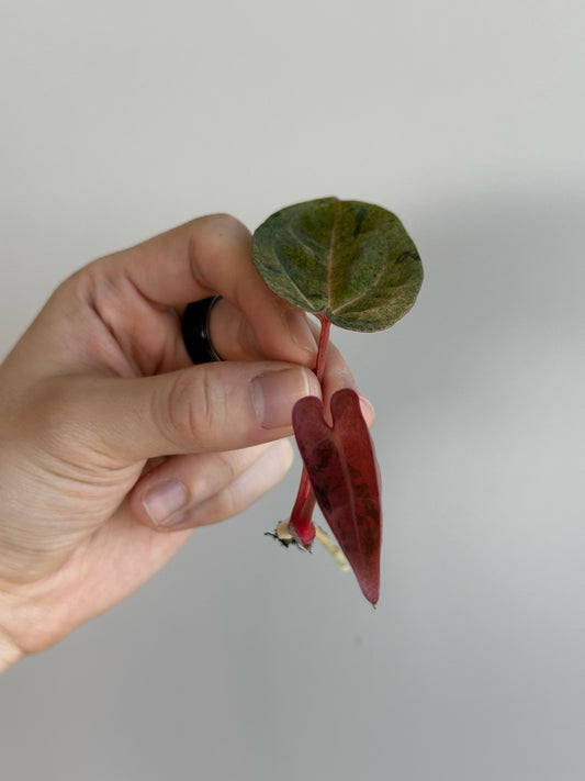 Anthurium 'Ace of Spades' (AOS) variegated