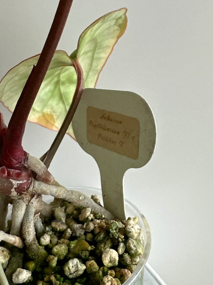 Anthurium Papillilaminum X1 x Portillae x